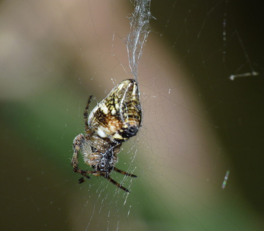Cyclosa conica
